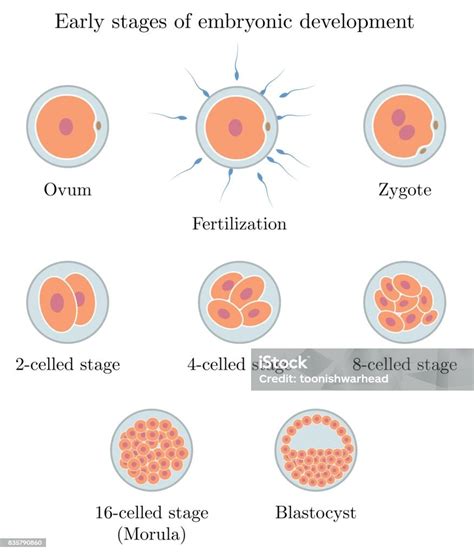 Human Embryo Development Stages