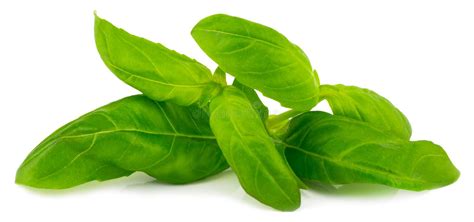 Fresh Green Basil Herb Leaves Isolated On White Background Stock Image