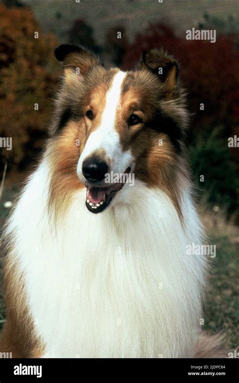 Lassie The Collie Dog Lassie 1994 Stock Photo Alamy