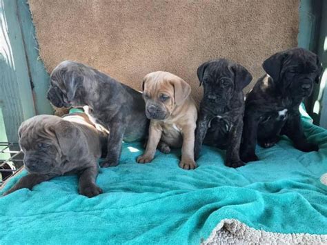 5 Females 2 Males Purebred Cane Corso Puppies Sacramento Puppies For