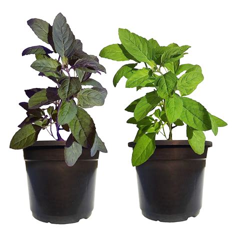 Hn Organics Tulsi Plant Live With Pot Combo Of 2 Rama Tulsi And Krishna