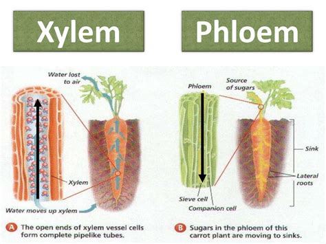 Ppt Plant Tissues Structure And Function Powerpoint Presentation