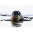 Bearded Seals May Not Be Loud Enough To Survive Noise Pollution • Earthcom