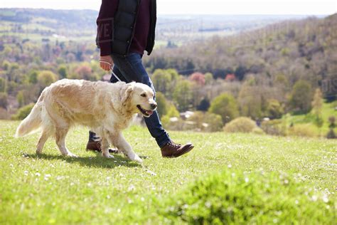 Close Up Of Golden Retriever On Walk In Countryside Stock Photo