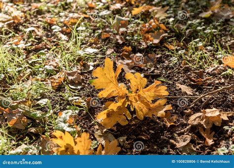 Fallen Autumn Leaf On The Forest Floor Stock Photo Image Of Flora