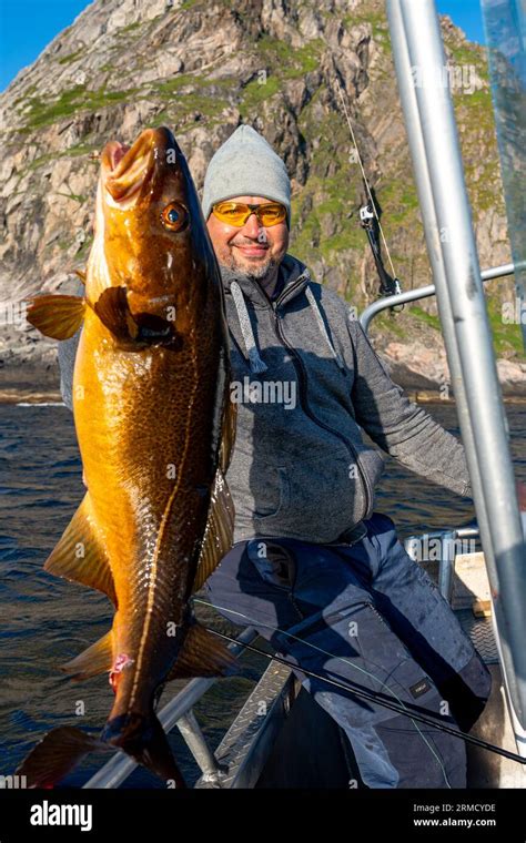 Fisherman With Big Cod Fish Norwegian Fisherman Has Caught Large Cod