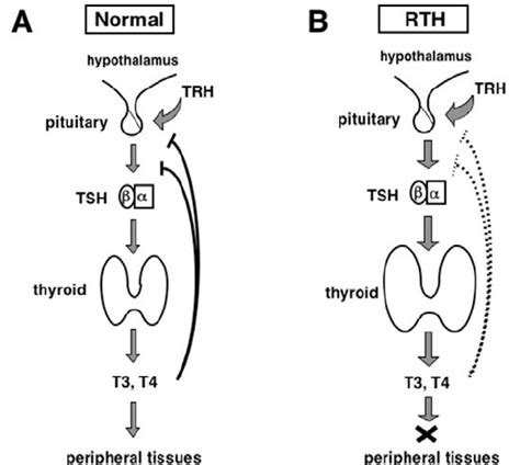 Negative Feedback Loop In The Hypothalamus Pituitary Thyroid Axis And
