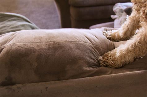 Blot the urine on your carpet with paper towels. How to Clean Urine Out of Couch Cushions | Hunker