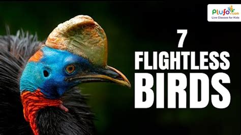 7 Birds That Cant Fly 🐧🦆 Flightless Bird Names Educational Videos