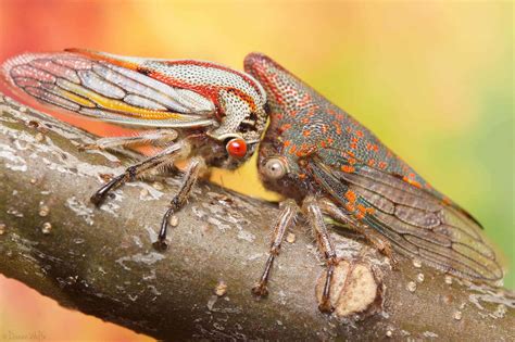 Oak Treehopper Rainbow Chasing Bugs