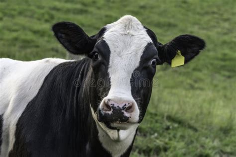 Holstein Head Closeup Stock Image Image Of Neck Dairy 150357497