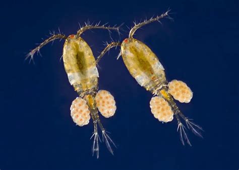 Facts About Copepods And Their Habitat Our Beautiful Planet