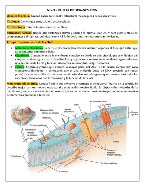 Gu A De Estudio Del Nivel Celular De Organizaci N Nivel Celular De Organizacin Qu Es La