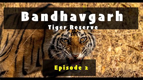 Trip 16 Episode 2 Bandhavgarh Tiger Reserve 5 Tigers Sighting