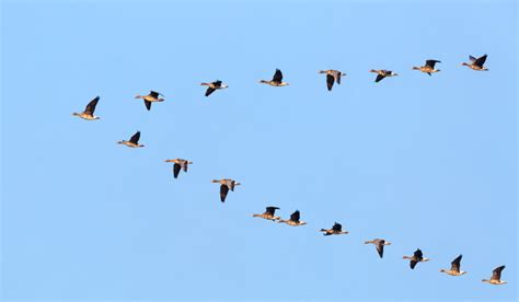 How Birds Influence Each Other In Coordinated Flight Decoded The Week