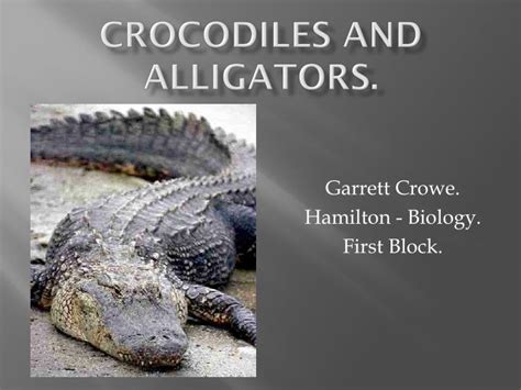 Ppt Crocodiles And Alligators Powerpoint Presentation Id2847712