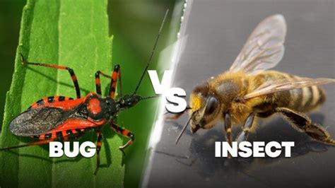 Bug Vs Insect Whats The Difference Are They The Same