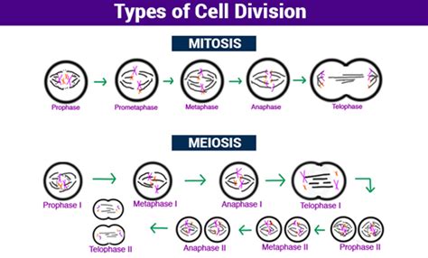 Types Of Cell Division 02 Cell Division Survival Of The Eukaryotes