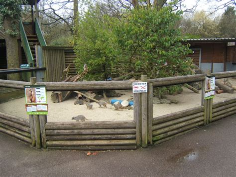 1832017 View Of One Of The Meerkat Enclosures Zoochat