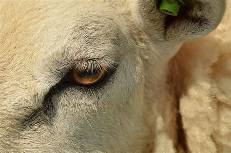 Animal Mammal Sheep Free Photo On Pixabay Pixabay