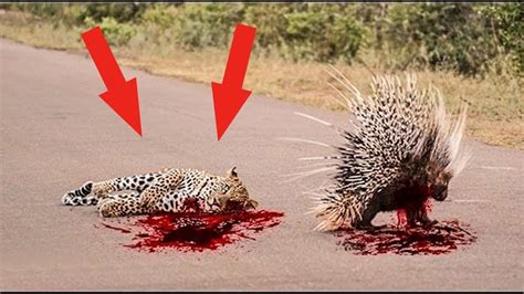 The old world porcupines of family hystricidae. Leopard vs Porcupine fight comparison- who will win ...