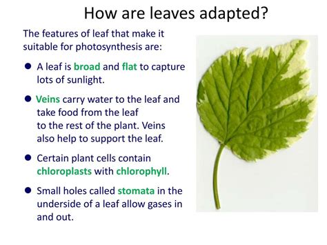 Ppt Plants And Photosynthesis Powerpoint Presentation Free Download
