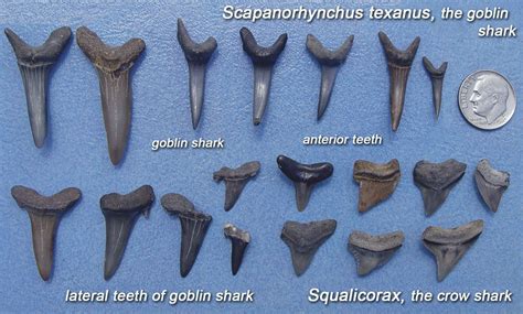 ancient shark teeth identification
