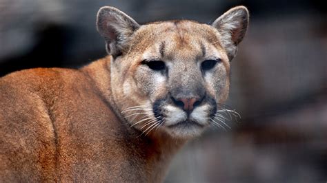 More hd background could be used personal and commercial free download,please visit pikbest.com. Mountain Lion - Cougar HD Wallpapers | HD Wallpapers (High ...