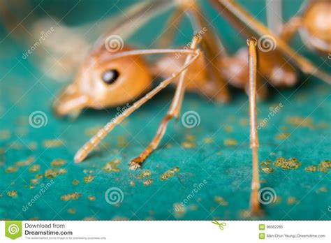 Red Ant Stock Image Image Of Anatomy Background Hunt 96562285