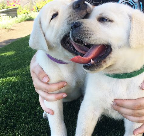 It is so easy to get lost in their cuteness! Yellow Lab Puppies in San Diego | Labrador Retriever Puppies