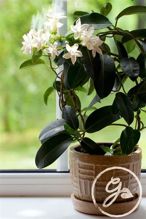 The Most Fragrant Houseplants Houseplants Container Plants Plants