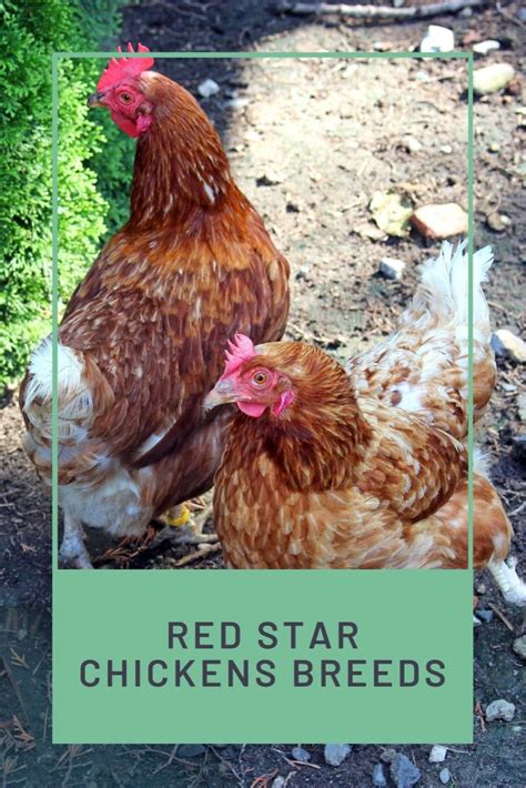 Red Star Chicken Breed Guide All You Need To Know Video Video
