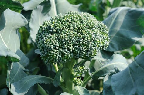 Broccoli For Cool Weather Harvest Harvest To Table