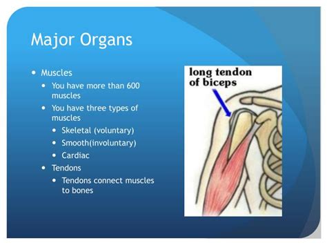 Ppt Muscular System Powerpoint Presentation Id5729408