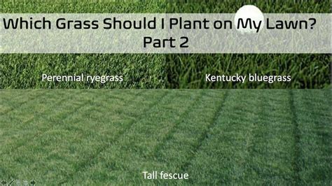 Comparing Perennial Ryegrass Vs Tttf Choosing The Best Grass For Your