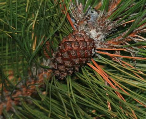 Pinus Tabuliformis Chinese Red Pine Cone Royal Botanic Flickr