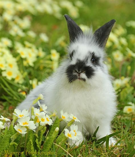 Young Rabbit Among Spring Primrose Flowers Photo Wp41623