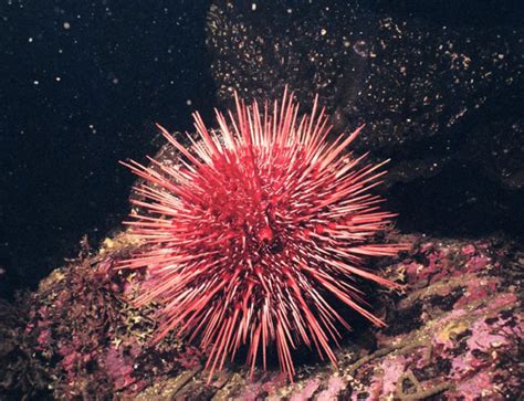 Sea Urchin Animal Wildlife