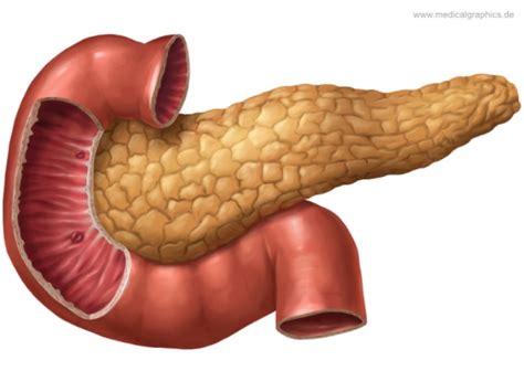 Medicalgraphics Drawing Pancreas And Duodenum No Labels Anatomytool