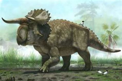 New Dinosaur Discovered A Relative Of Triceratops With A Humongous Honker