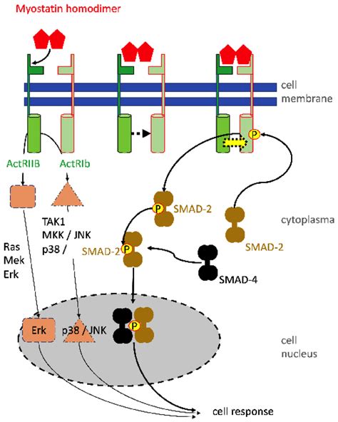 Myostatin Dependent Cell Signaling Involves Smad And Mitogen Activated