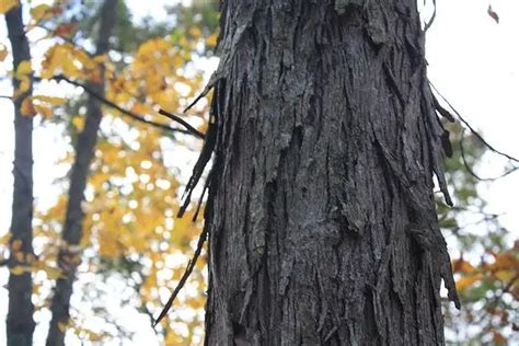 16 Types Of Hickory Trees And How To Identify Them American Gardener