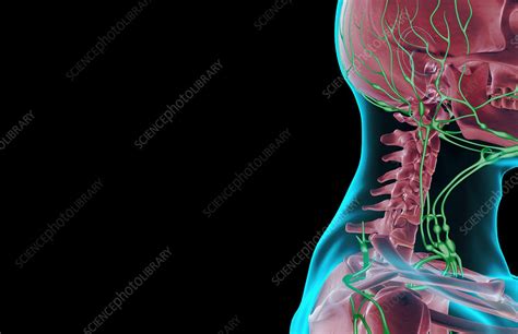 The Lymph Supply Of The Head And Neck Stock Image F0017433