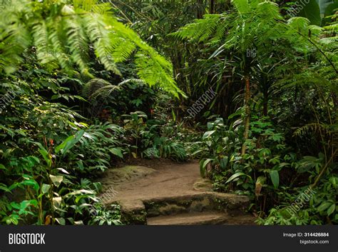 Walking Trail Tropical Image And Photo Free Trial Bigstock