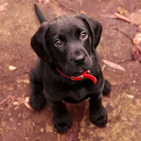 If golden retriever lab puppies closely resemble their labrador parent, then they some golden retriever labrador mixes can inherit the lab's excitability. 15 Cute Labrador Puppies Make You Smile