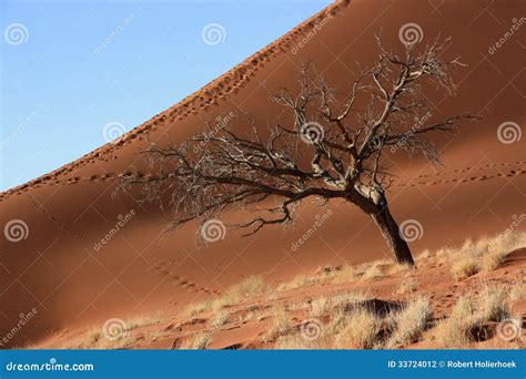 Dunes Of Namibia Stock Photo Image Of Namibia Park 33724012