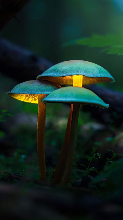 Beautiful Mushrooms In Forest Background 4k Hd Mushroom Wallpapers Hd