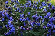 Pulmonaria 'Blue Ensign' | Early spring flowers, Plants, Hardy perennials
