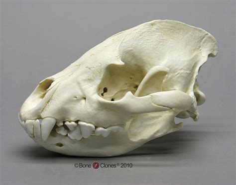Hyena Skull Bone Clones Inc Osteological Reproductions Animal