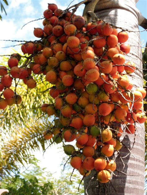Fruit Trees Home Gardening Apple Cherry Pear Plum Orange Palm Tree Fruits